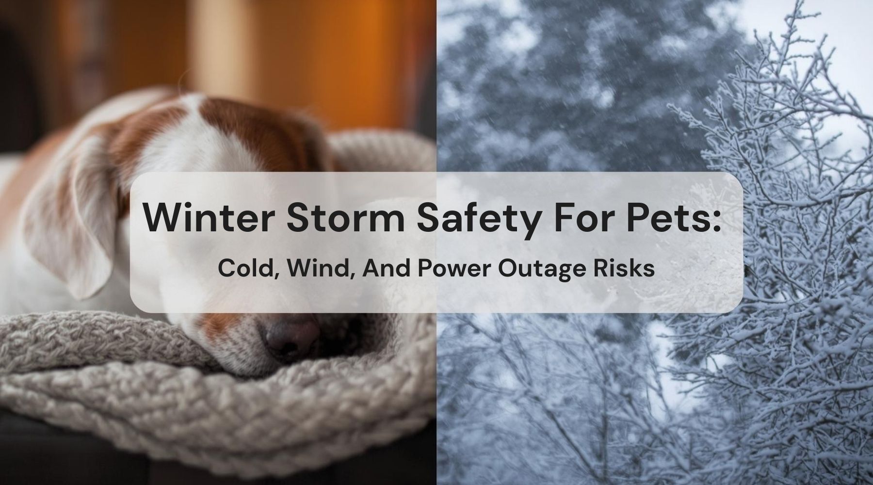 Winter Storm Safety For Pets: Cold, Wind, And Power Outage Risks by Weather Scientific